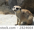 海貓 動物園 動物 2824664
