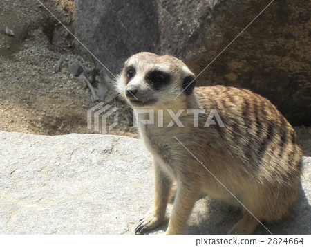 海貓 動物園 動物 2824664