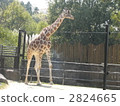 長頸鹿 動物 動物園 2824665
