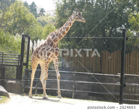 長頸鹿 動物 動物園 2824665