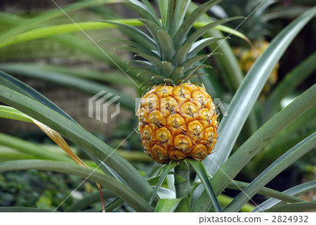 pineapple pineapple 2824932