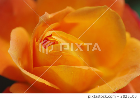 Svenil de Anne Frank 2825103