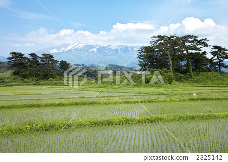 Akita Yodogata Akita Yodogata 2825142