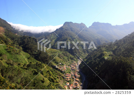 Elephant tree forest on Madeira Island Elephant tree forest on Madeira Island 2825359