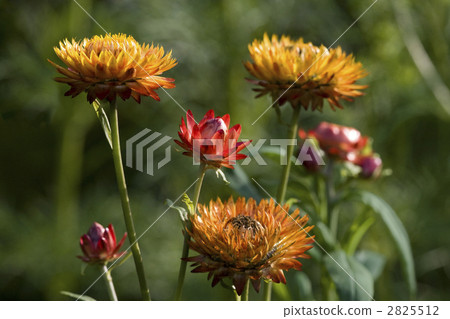 百日菊 百日草 步登高 2825512