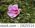cotton rose, bloom, blossom 2825514