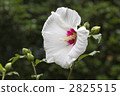 cotton rose, bloom, blossom 2825515