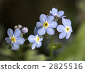 myosotis scorpioide, forget-me-not, bloom 2825516