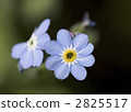 myosotis scorpioide, forget-me-not, botanic 2825517