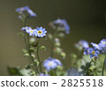 myosotis scorpioide, forget-me-not, bloom 2825518