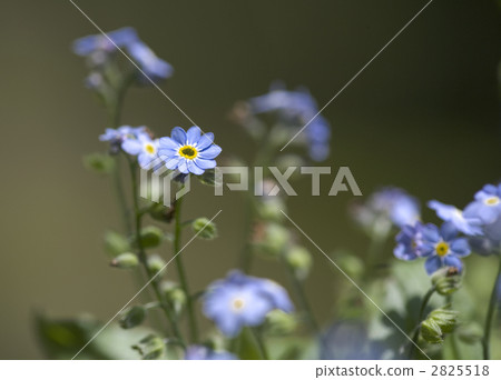 沼澤勿忘我 勿忘草 花朵 2825518
