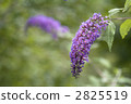 buddleja, buddleja davidii, bloom 2825519