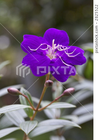亞洲野牡丹 花朵 花 2825522