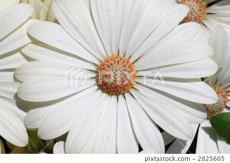 藍眼菊 藍眼菊 2825605