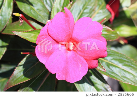 新幾內亞鳳仙花 新幾內亞鳳仙花 2825606