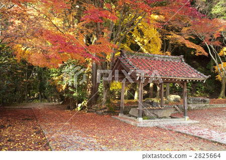 Cloud Temple Autumn leaves Cloud Temple Autumn leaves 2825664