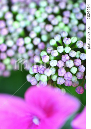 繡球花 蓓蕾 花朵 2826064