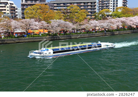Aqua liner and row of cherry blossoms 2826247
