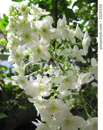 hydrangea quercifolia, hydrangea, kashiwaba 2826350