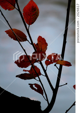 在Hikoba的冬天 在Hikoba的冬天 2826617