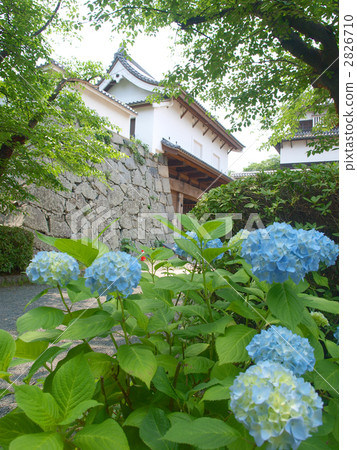 Hydrangea of Fukuoka castle 2826710