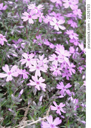 薄荷櫻桃樹 2826783