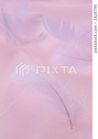 羽毛 2826790