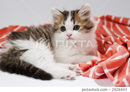 小貓和邊境襯衫 小貓和邊境襯衫 2826843