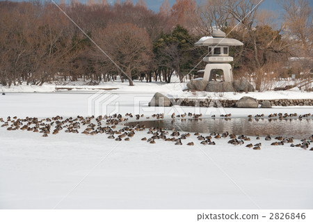 三島池塘在冬天 2826846