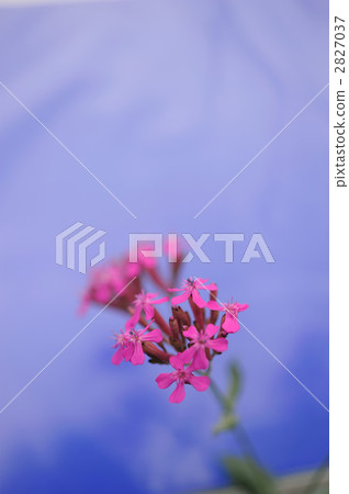 Musi Trinadesico 2827037