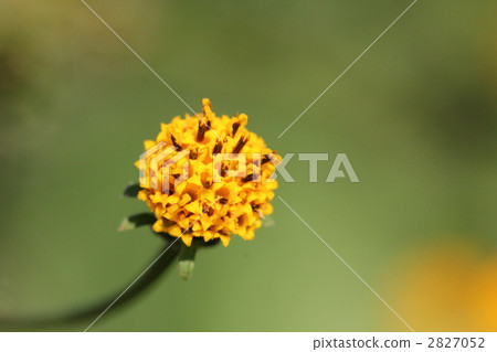 Kosendangusa Kosendangusa 2827052