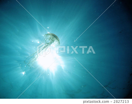 chrysaora melanaster, northern sea nettle, brown jellyfish 2827213