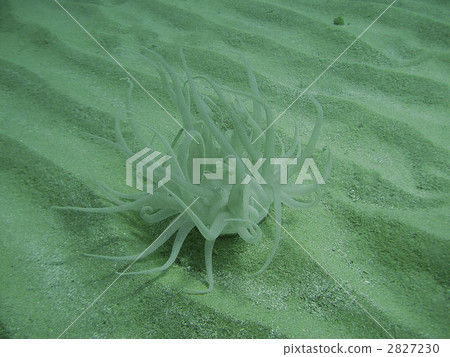 zoantharia, anemone, sea anemone 2827230