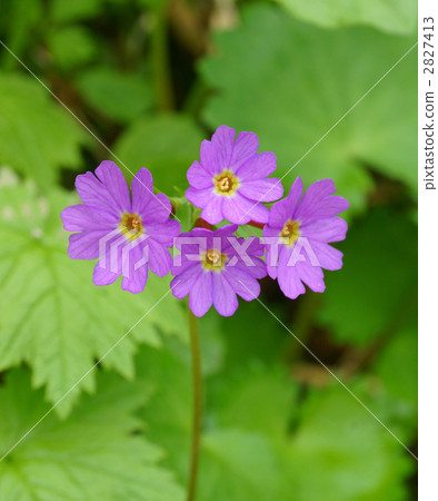 Hakusan Kozakura Hakusan Kozakura 2827413