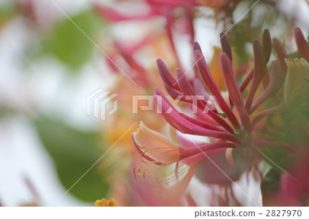 金銀花 金銀花科 忍冬科 2827970