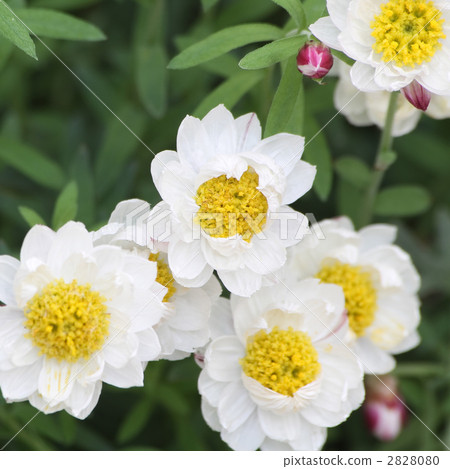 Hanakanzashi 2828080