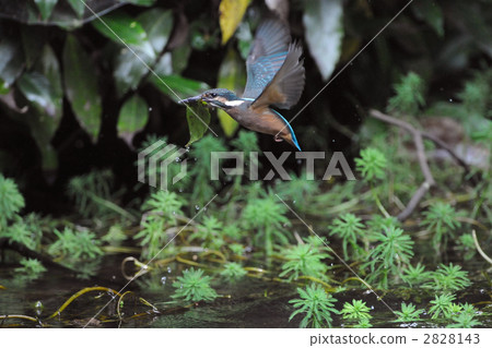 一隻翠鳥的幼鳥錯誤地留下了一片葉子 2828143