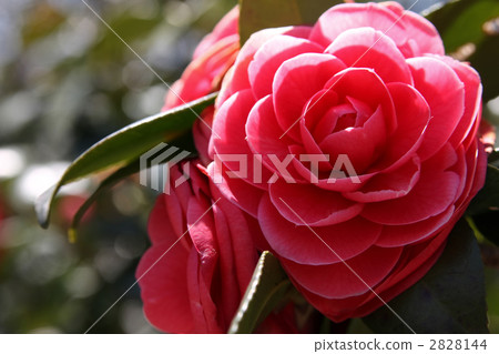 紅乙女山茶花 2828144
