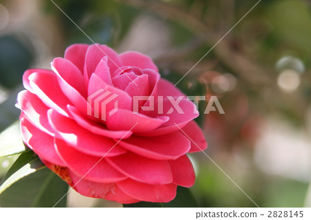 紅乙女山茶花 紅乙女山茶花 2828145