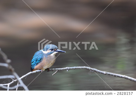 Kingfisher kid's babe with perch 2828157