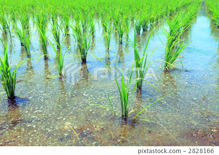 下種 播種 水稻 2828166