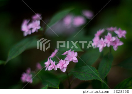 七朵花 2828368