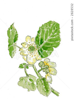 Kiwifru-Tsu flower (hand-drawn illustration) 2828532