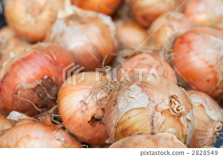 收穫的洋蔥 收穫的洋蔥 2828549