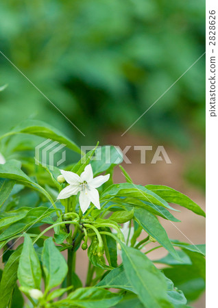 紅辣椒花 2828626