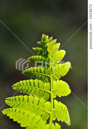 fern plant 2828672