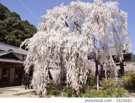 weeping cherry, weeping cherry tree, full bloom 2828685