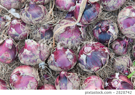 Arranged red onions Arranged red onions 2828742