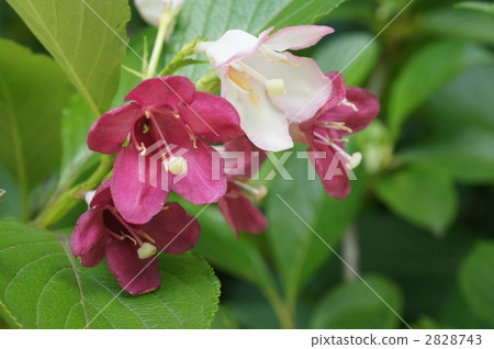 petal, petals, flower petals 2828743
