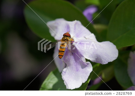 brunfelsia australis brunfelsia, yo kojima oohirata abu, gadfly 2828769